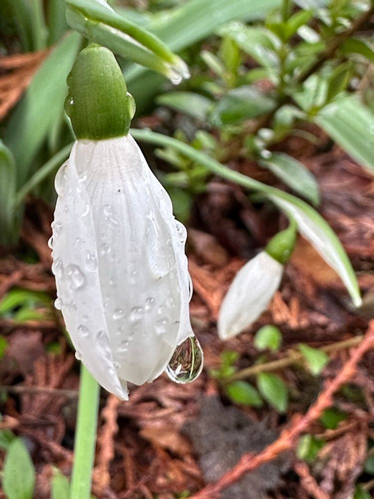 A white flower shaped like an upside down tulip is covered in dew drops. One large droplet hangs from the petals, reflecting and refracting the green stem and fallen leaves below