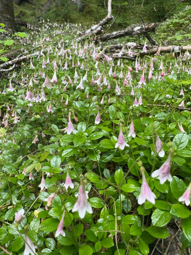 A forest floor is blanketed in small shiny oval leaved plants with tiny pink and white flowers that hang like bells from thin red stems, called twinflowers