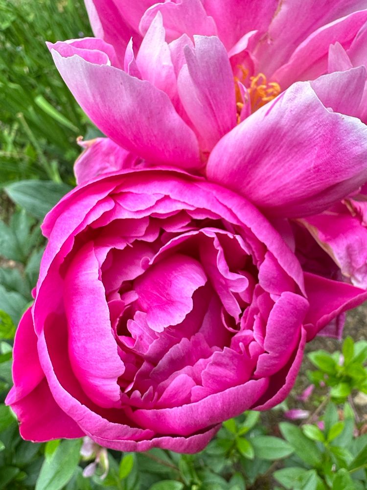 A bright pink peony opens from a large round bud, revealing many ruffled petals brushed with white at the edges. Behind it a large blown light pink peony bloom reveals a curly orange stamen.