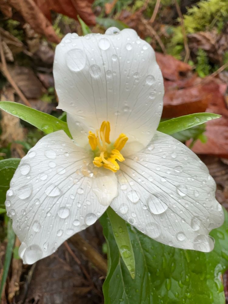 A large white flower with three symmetrical petals blooms from a forest floor around six golden stamen and is covered with raindrops that highlight the petals’ veins
