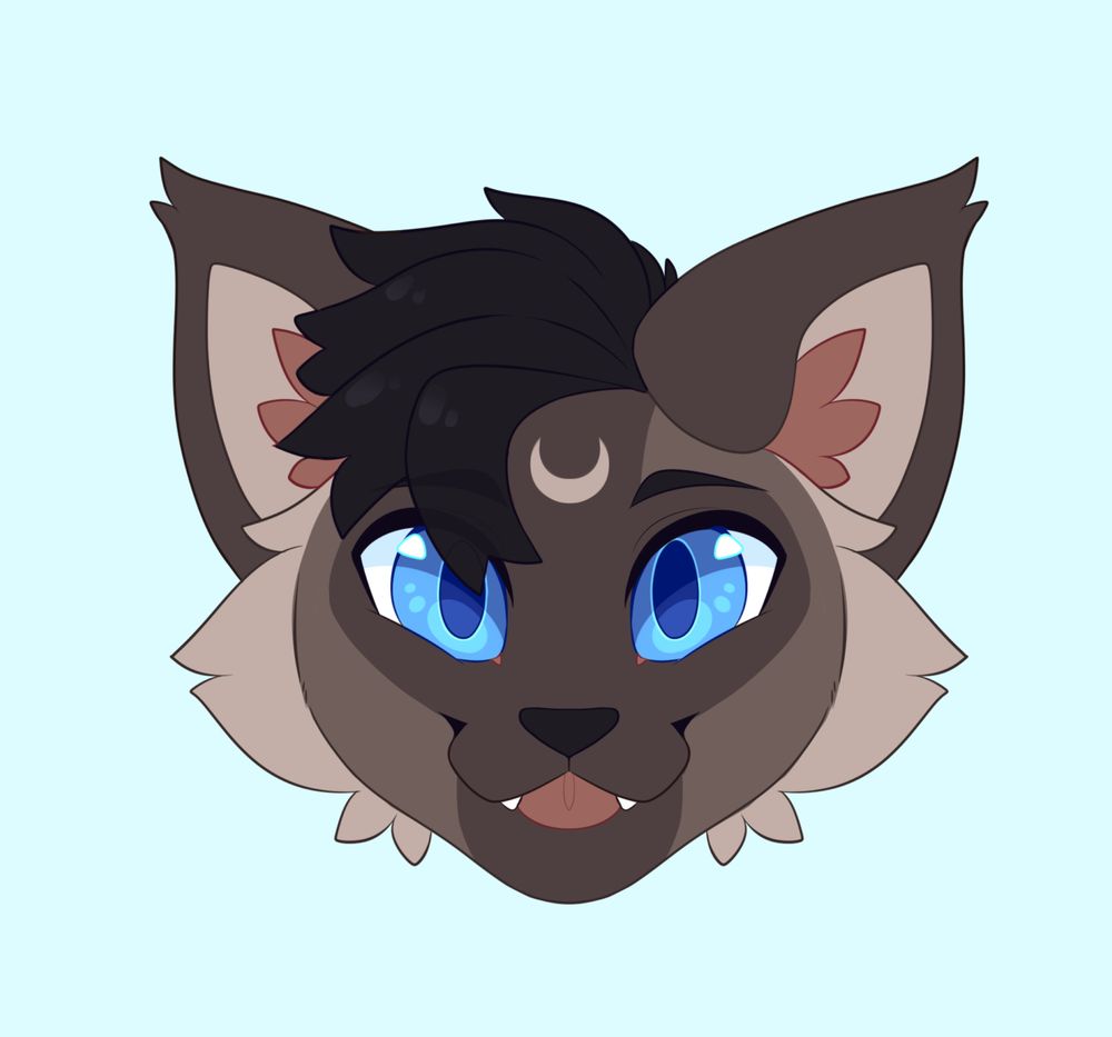 Symmetrical headshot of a Siamese kitty. He has fluffy hair and ear fluffs