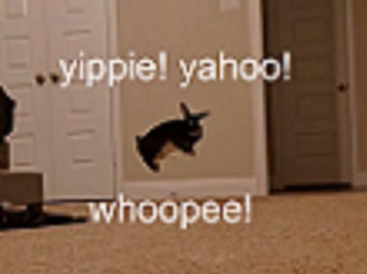 A rabbit hopping around with the text, “yippie! yahoo!” whoopee!”