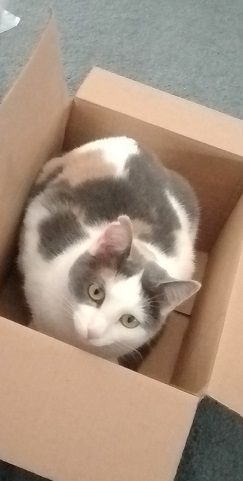 Mostly white dilute calico (most gray/light brown markings around ears and on back) making a perfect loaf in a perfectly-sized box for her.
