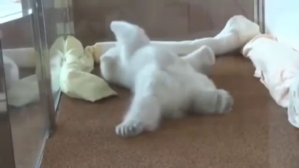 a polar bear is laying on its back on the floor .