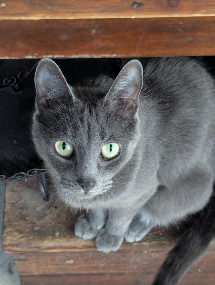 Image of a small grey cat sitting on a wooden storage crate staring up intently.