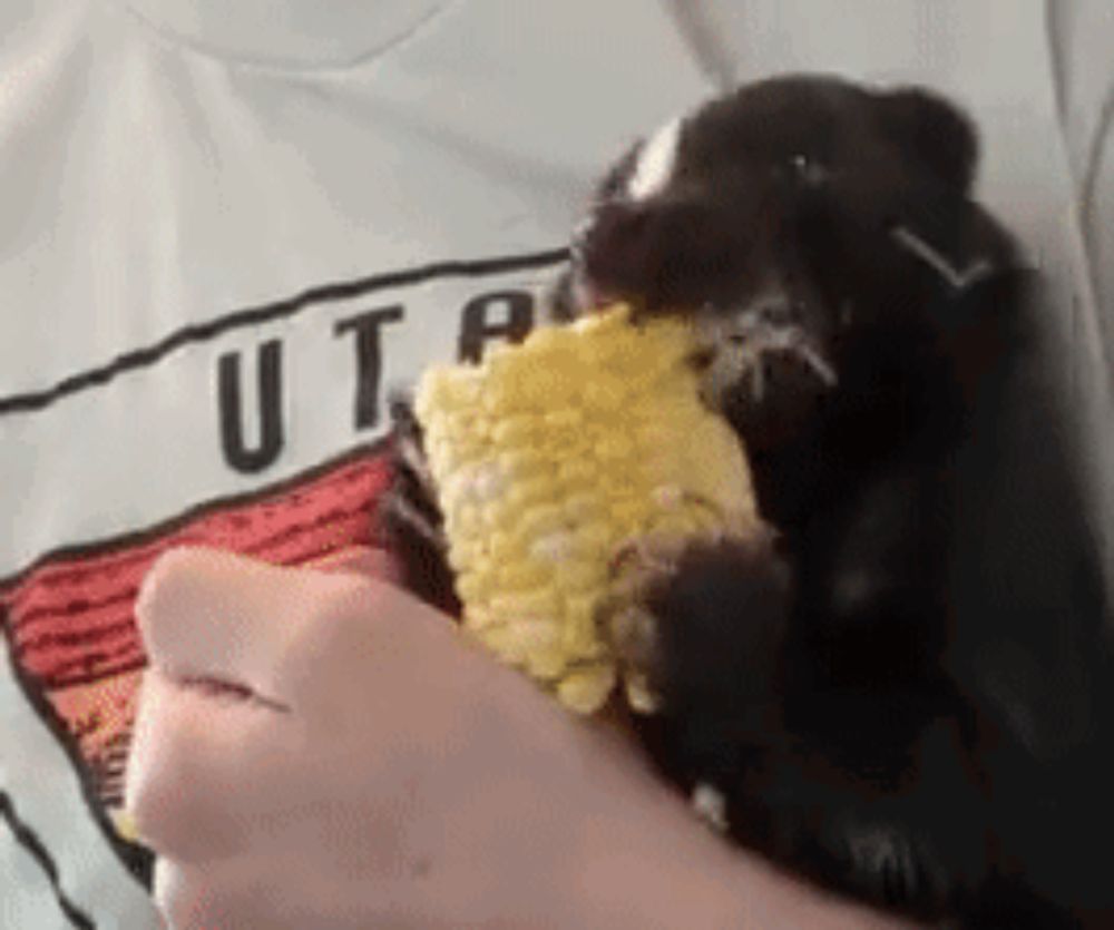 a person is holding a small animal that is eating corn on the cob