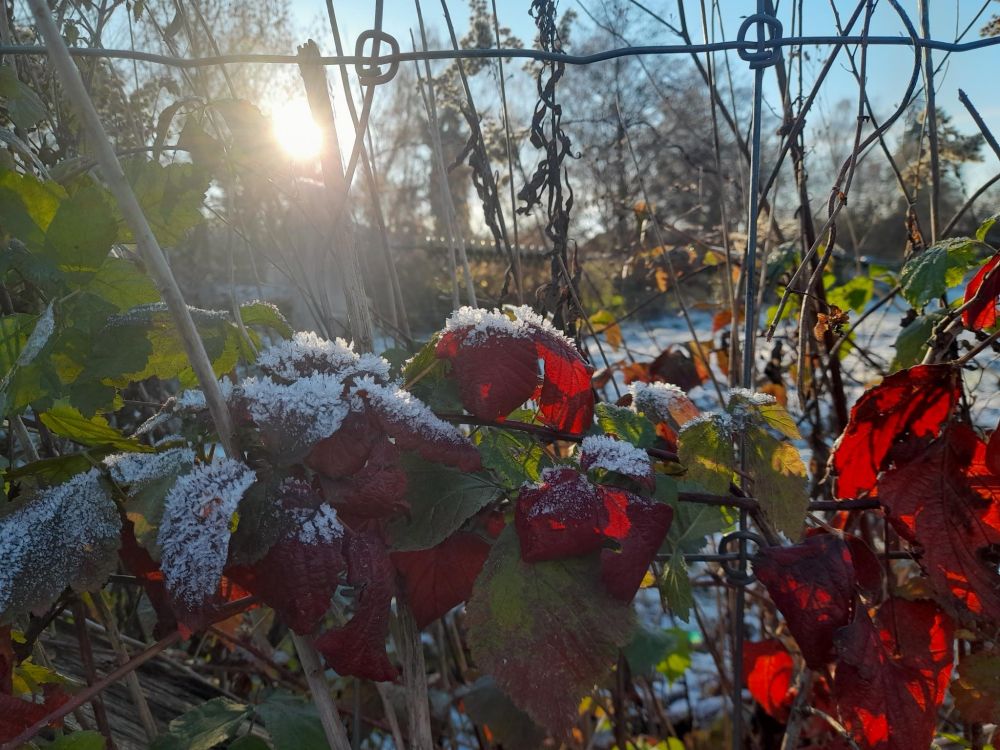 Rauhreif auf Blättern 