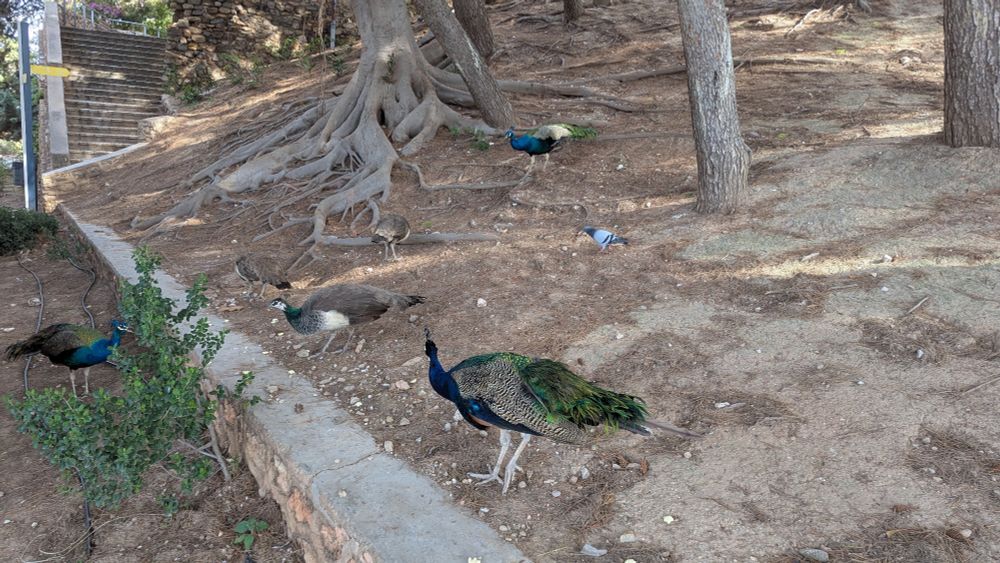 Pfauen um einen Baum an einer Mauer 