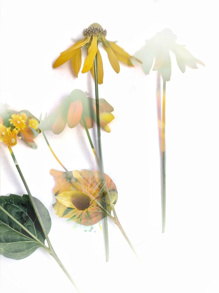Rudbeckia photomontage: layered photographs of rudbeckia flowers in shades of yellow and green.