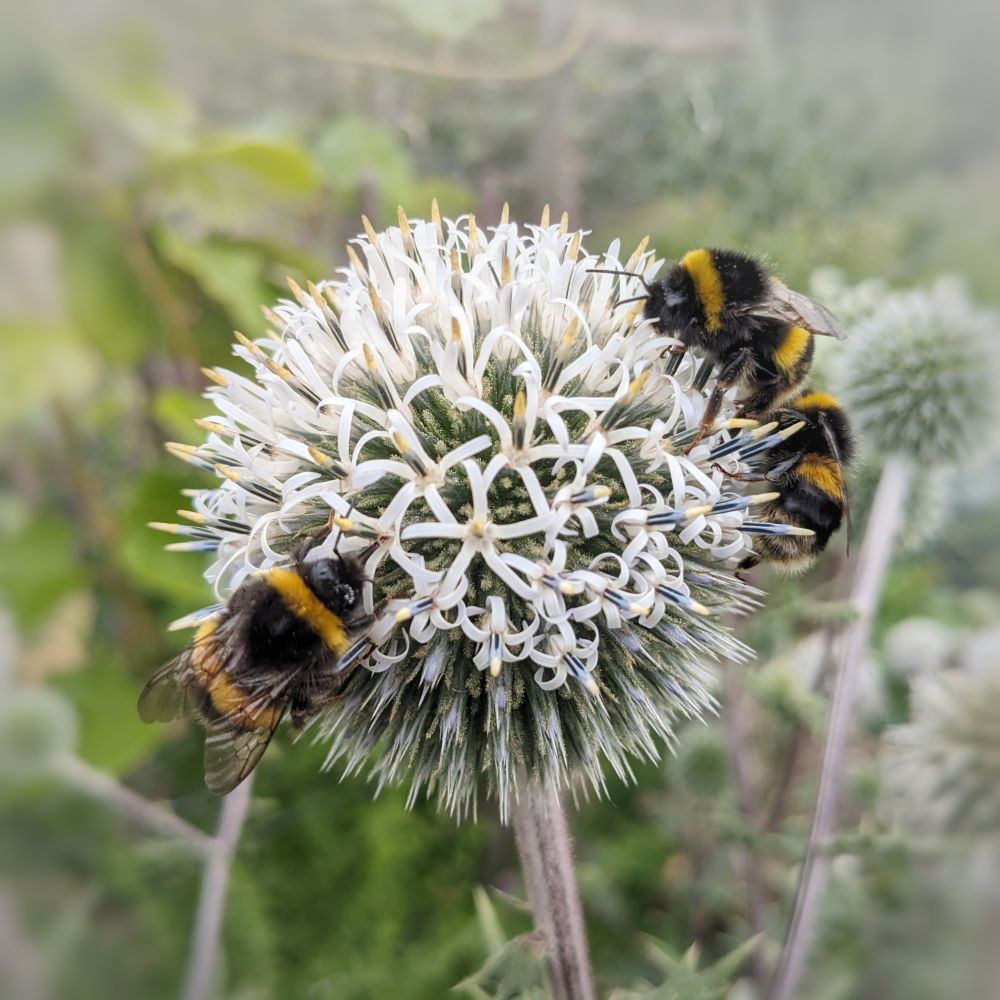 White echinops and bumblebees.
