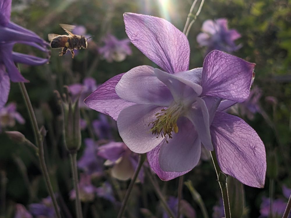 Honeybee flying towards a purple aquilegia flower, backlit by sunlight.