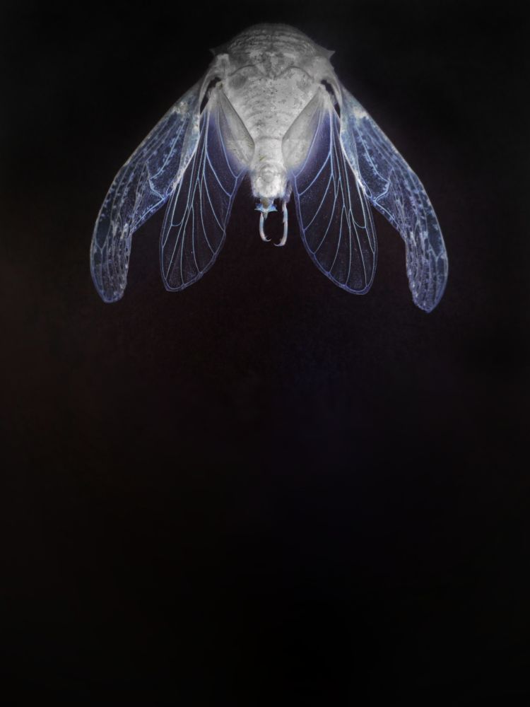 Photograph of a Cicada in negative image. 