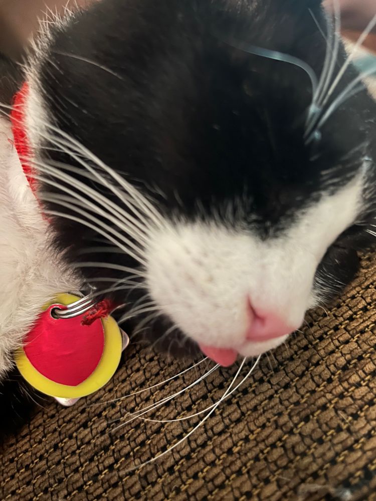 Close up of tuxedo kitty, sleeping, with his widdle tongue sticking out just a bit
