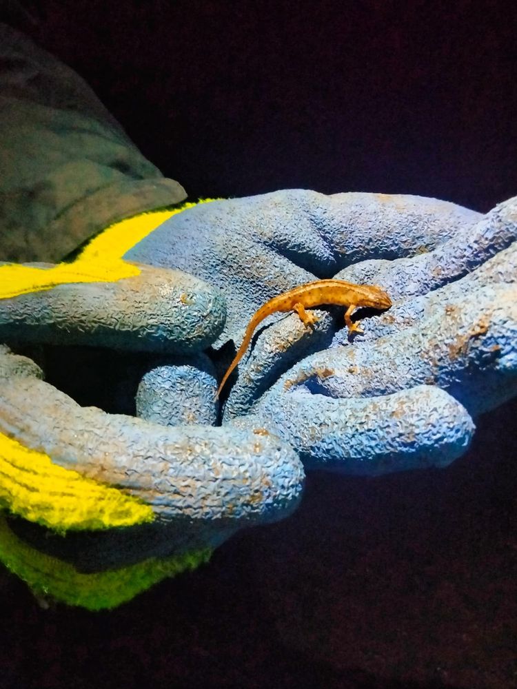 a smooth orange newt being handled carefully by someone in gloves safety across a road