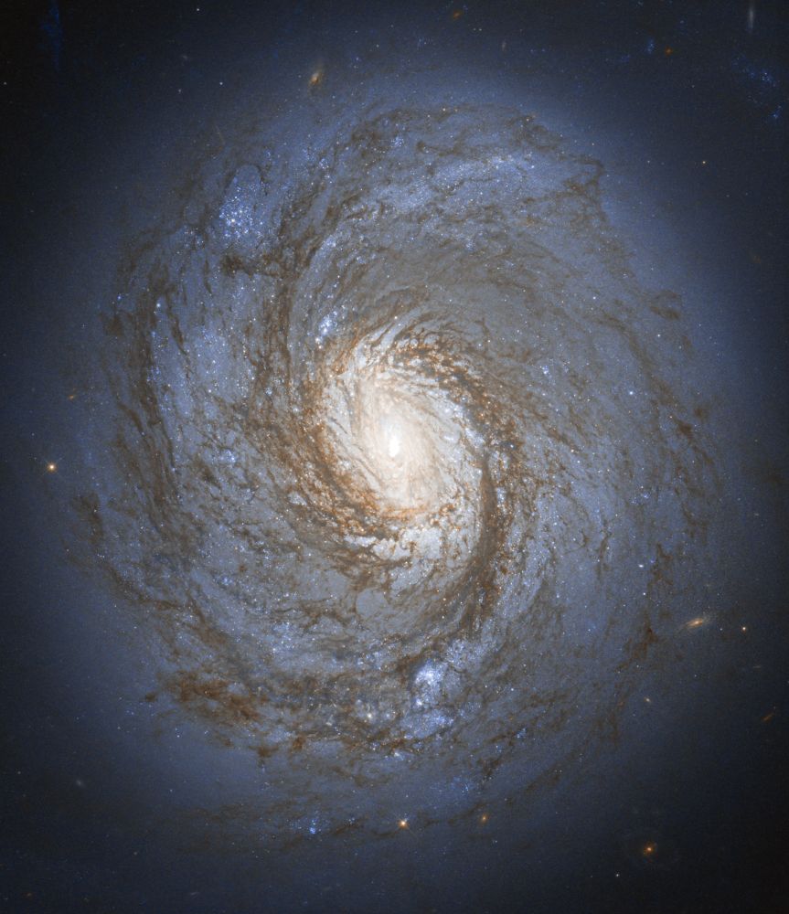 A sharp view of a very dusty spiral galaxy. The center glows with a pale but warm yellowish light with two prominent arms of brown dust encircling it. Multiple pockets of blue stars are visible between the spiraling lanes of dust, and a smooth, soft blue halo of light fades to darkness at the edge of the galaxy as the stars and dust become more sparse. A few orangey background galaxies are visible through the dust. The scene is almost absent of Milky Way stars, making it a very clear view of the galaxy.