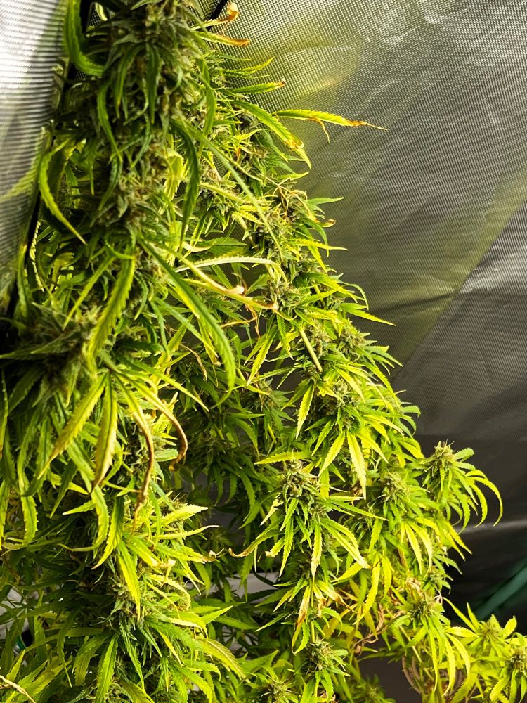 Strawberry pie photoperiod leaning plant