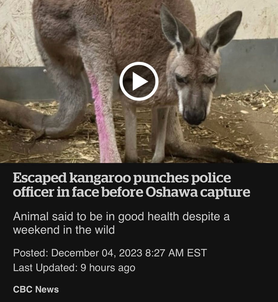 Picture of kangaroo with headline: escaped kangaroo punches police officer in face before Oshawa capture