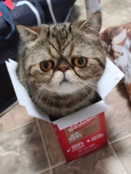 Dewey is not as happy as he expected bo be after proving he could get into a very tiny box. He has his sad face on. He's a tabby short-haired Persian with round orange eyes, and a sort of light tan mustache, with a hite chin. He has really cool markings on his forehead, and he has stuffed himself into an empty box from the week's grocery shopping where he barely fits... but, being lilquid, he managed.