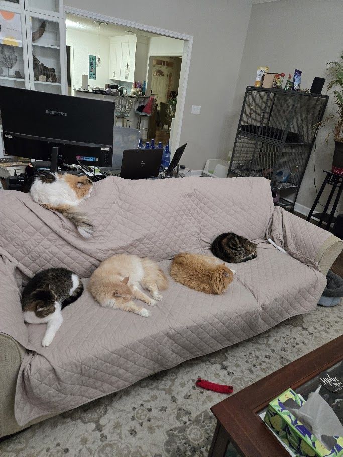 Five cats on our couch, which is covered with a padded quilt-like thing that keeps them from scratching the thing to bits. On top is DIdi - the long-haired Scottish fold Calico beauty. Along the couch fro left to right, Stormy, the gray and black tabby short-haired Persian with white legs and belly, Then Sir Thomas and Sam Francisco the creme and ginger long-haired rescue cats and Dewey, a tan and black tabby short-haired Persian who is tiny and made himself tinier by rolling into a ball. In the background you can see Pook Daddy the Chinchilla's cage.