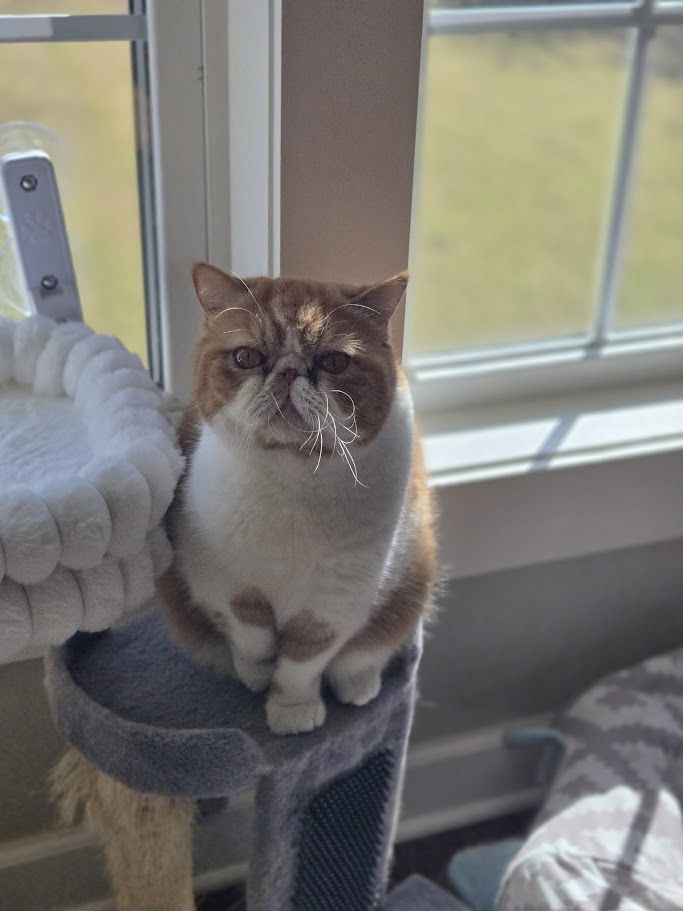 Webester, an orange tabby short-haired Persian cat with a white mustache, chest, and feet. He has a heart on his legs you can only see if stands on both legs but you can ALMOST see it here. He has orange eyes and is sitting on a small scratching post near the window.