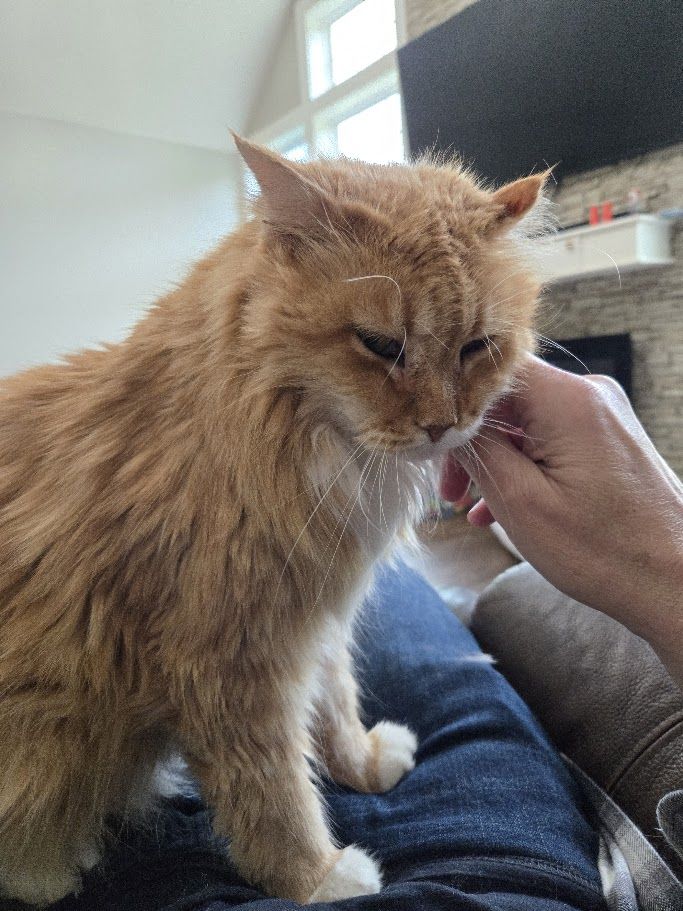 Sam Francsico, elder-statesman rescue cat with medium-length fur, eyes that are usually slitted, a mangled left ear and lots of purring. He is orance with a white chest and feet. In this shot he is sitting on my lap and is a little in need of a brushing.