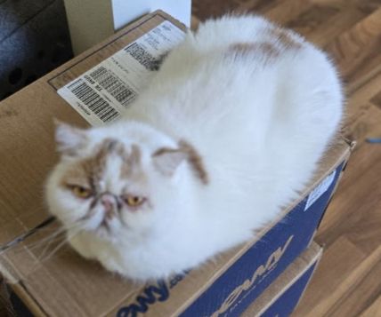 Clara, a white short-haired exotic Persian cat with orange eyes, orange patches and a calico tail (not picvtured) guardig the two Chewy boxes that just arrived.