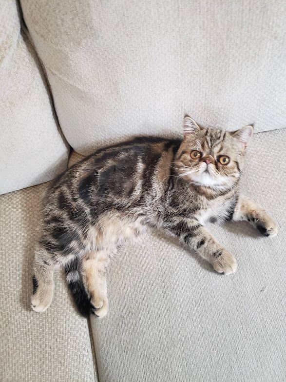 Dewey, a few years back. He's a tabby short-haired exotic Persian cat. He has orange eyes, a white mustache and chin, and his markings are tan and black in this photo. He's lying on the couch, looking up at me with his eyes wied. He has grown darker, the tane turning deep bronze, as he got older.