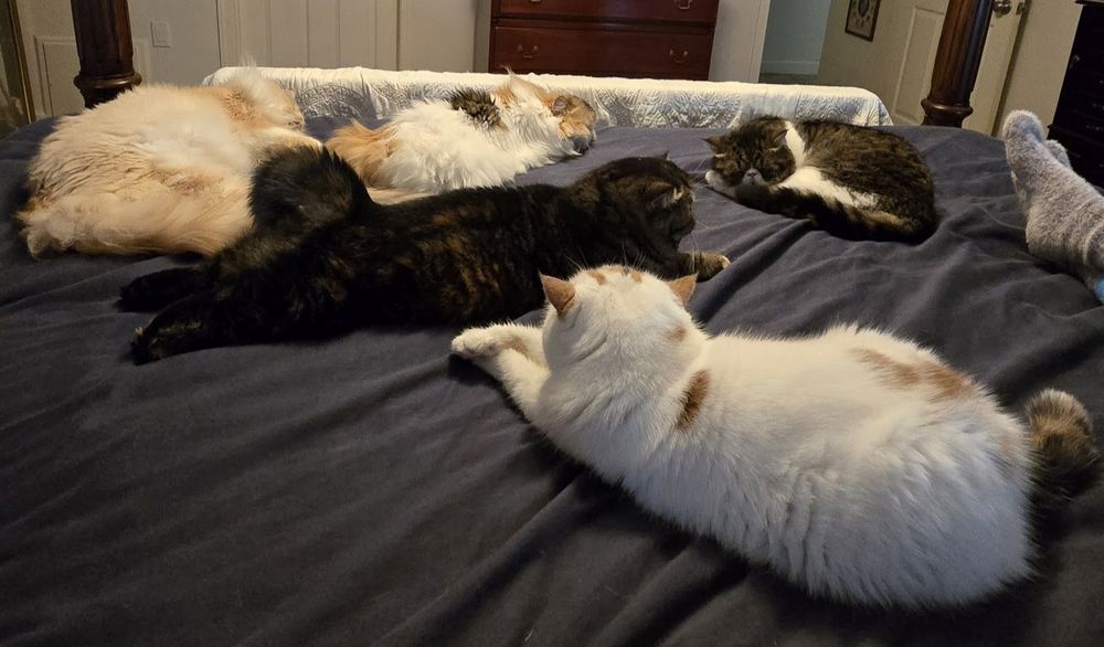 This is why I do not succumb to the stress. Five of the nine inside cats on teh bed, craxshed, Clara, Sir Thomas, Telly frog-dogged in the middle, Stormy curled up at Trish's feet, and Didi crashed at the end. 