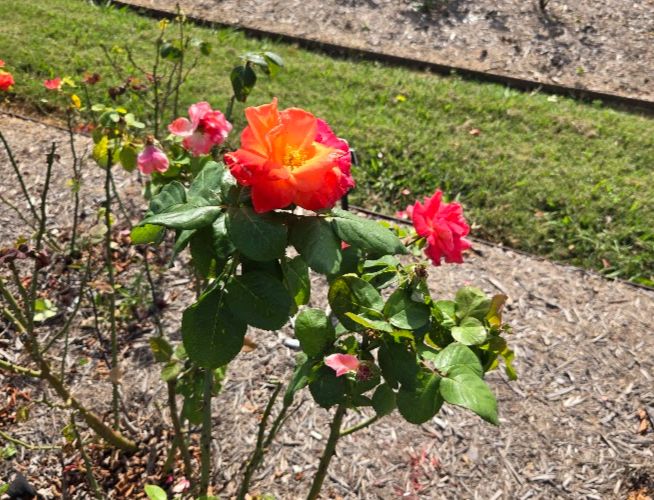 A rose that is a brillant red, to orange to yellowish fade from the outside to the center, very bright. There are a few other blossoms on the plant but this was the best.