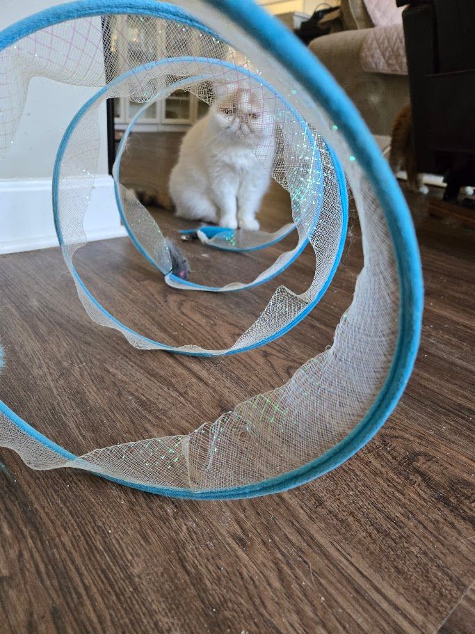 A spiraling blue and silver cat tunnel. At the far end is Clara - a white short-haired Persian cat with orange spots on her face and ears, glaring down the length.