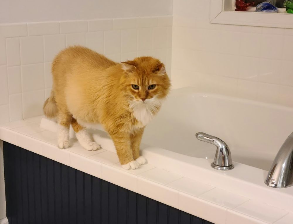 Sam Francisco, a medium-length hair Orange cat with a twhtei beard, white feet, and bell, standing on the edge of our bathtub and staring at me.