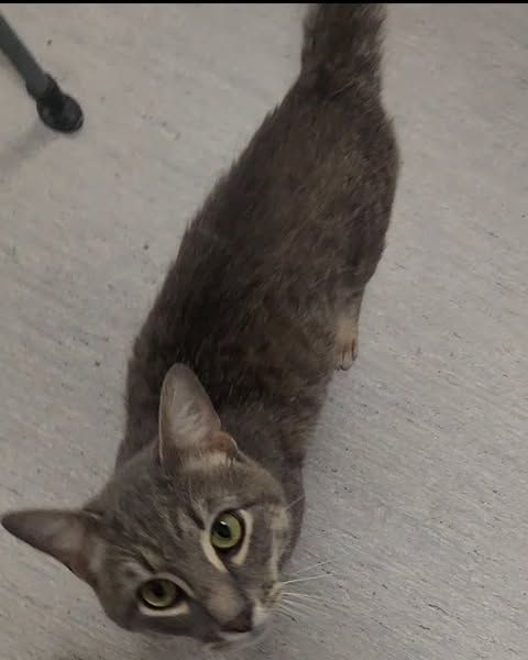 A gray cat with big green eyes and creme highlights on the tip of his muzzle and around the eyes, looking up from the floor.