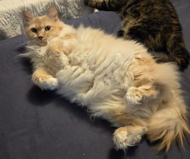 A big fluffy cat Sir Thomas, lying on his back on the bed. His feet are curled in front of him, back feet in the air, white belly presented to the world (it's a trap). He is just awake enough to glare at me.
