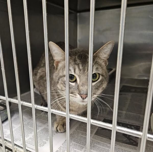 A gray tabby cat with big green eyes, looking out from a cage at the spca. His name is Hippo.