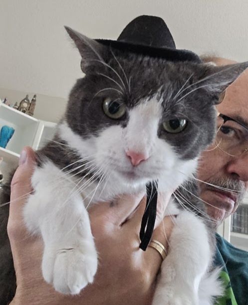 Pants, our dark gray and white tuxedo cat, wearing his new black cowboy hat, behing held up on my hand. 