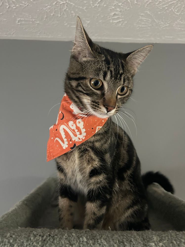 A dark grey and black swirly tabby-cat is sitting on the top of a cat-tree, looking down. She is wearing an orange, white, and black spooky bandana. 