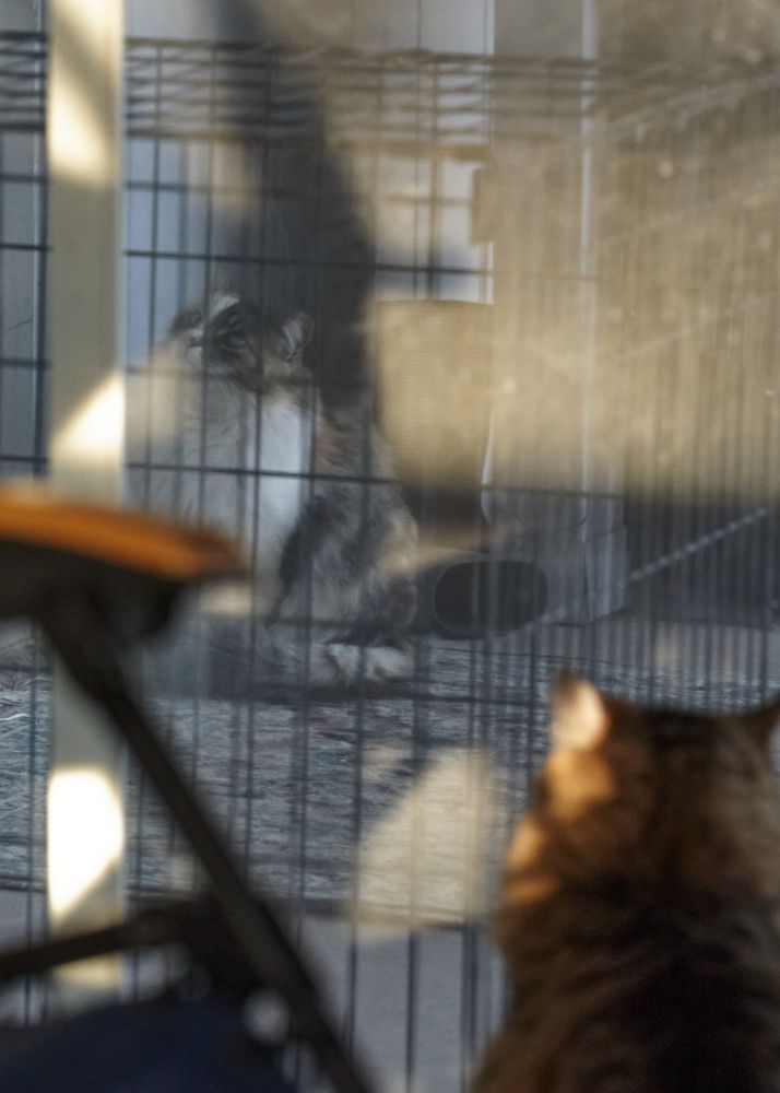 Momma, a (mostly)feral calico, is outside on the patio, looking at an unseen door. Punks, a brown tabby cat, is inside looking at Momma through the (dirty)sliding patio door. Sunlight is lighting the door and Punksy up unevenly.
