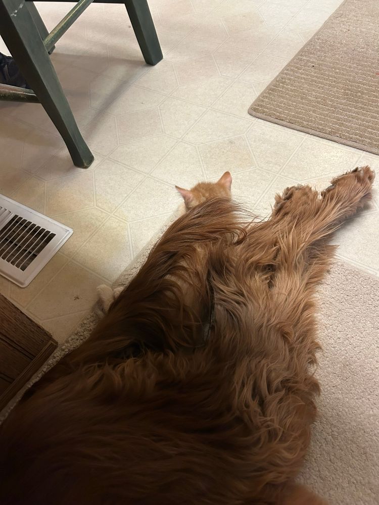 An orange kitten is sleeping against the back legs of an old Irish Setter dog, the dogs tail covering his body. 