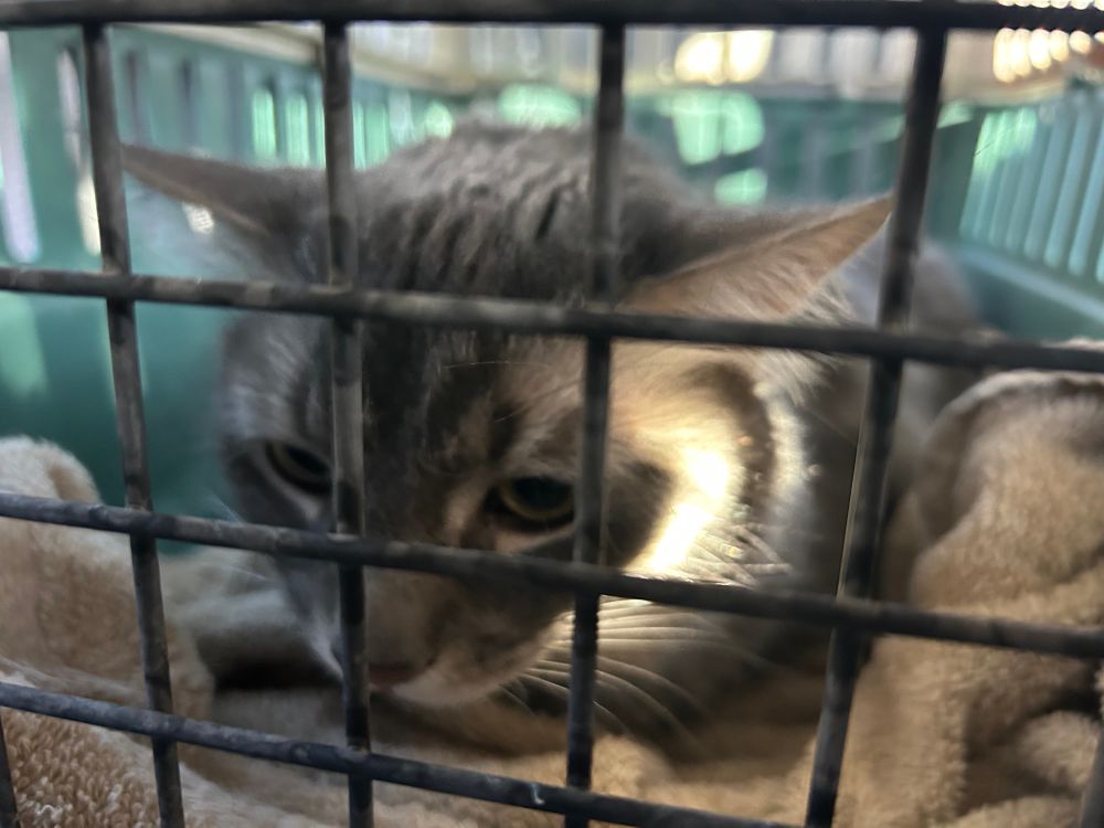 A large grey tabby cat is staring forlornly through the gate of his carrier.