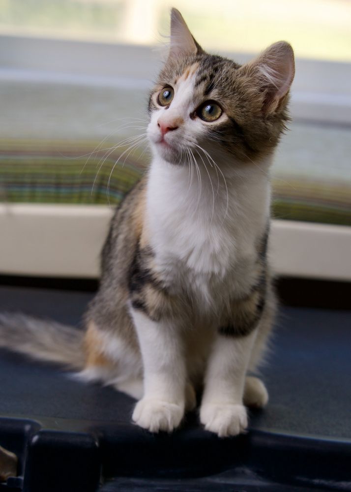 Cally, a calico-tabby kitten, looks out-of-frame while sitting on a black toughbox. 