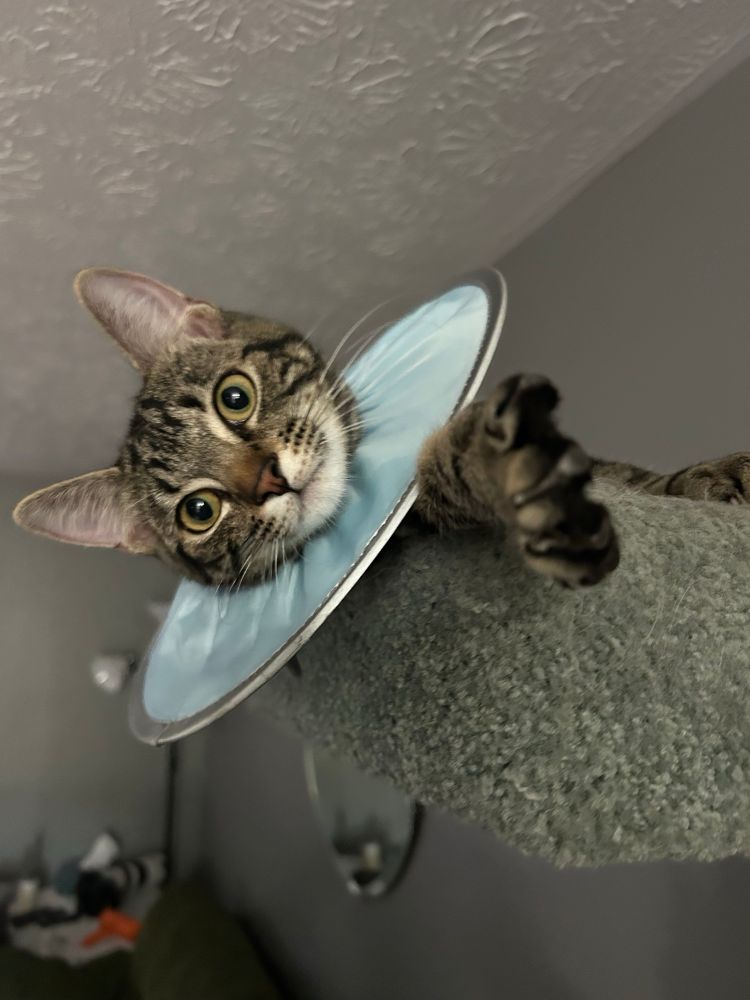 A troubled-making tabby cat wearing a blue disk-collar is reclining at the top of a cat tower, looking at the camera with her paw outstretched towards the camera.