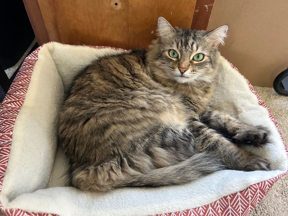 Punksy, a brownish tabby cat, is laying in cat-bed in front of the desk-drawer. She is looking at the camera.