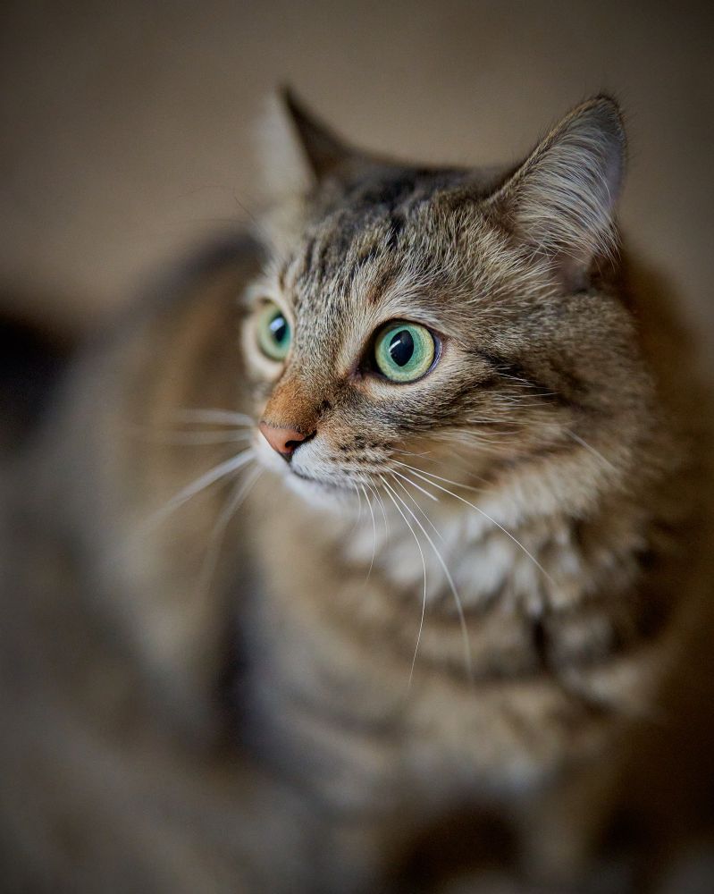 Punksy, a brownish tabby cat with large green eyes, is looking to the left. Only her face is in focus.
