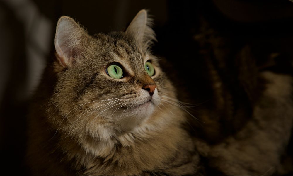 Punksy the brown tabby cat looks off the side, her face illuminated by a directional light source (off-camera flash with a snoot).