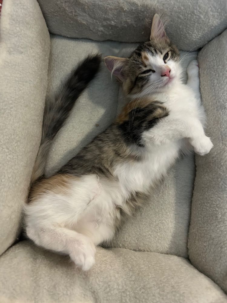 Cally, a very inventively named calico kitten, is stretched upside down in a catbed, looking very sleepy. 
