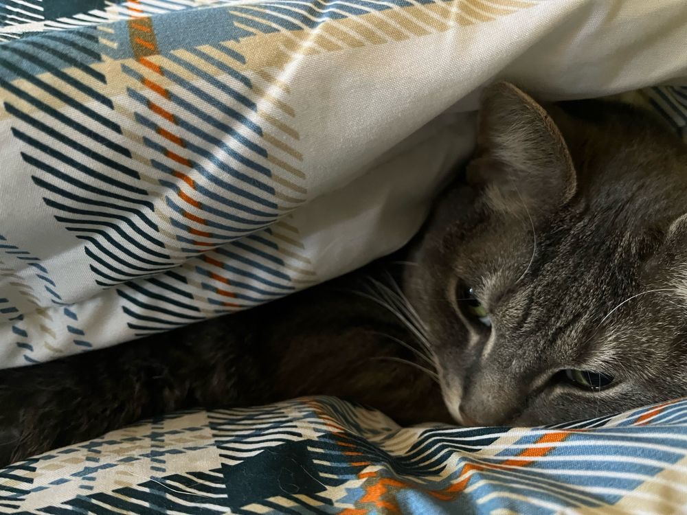 A grey tabby cat curled up on a plaid comforter.