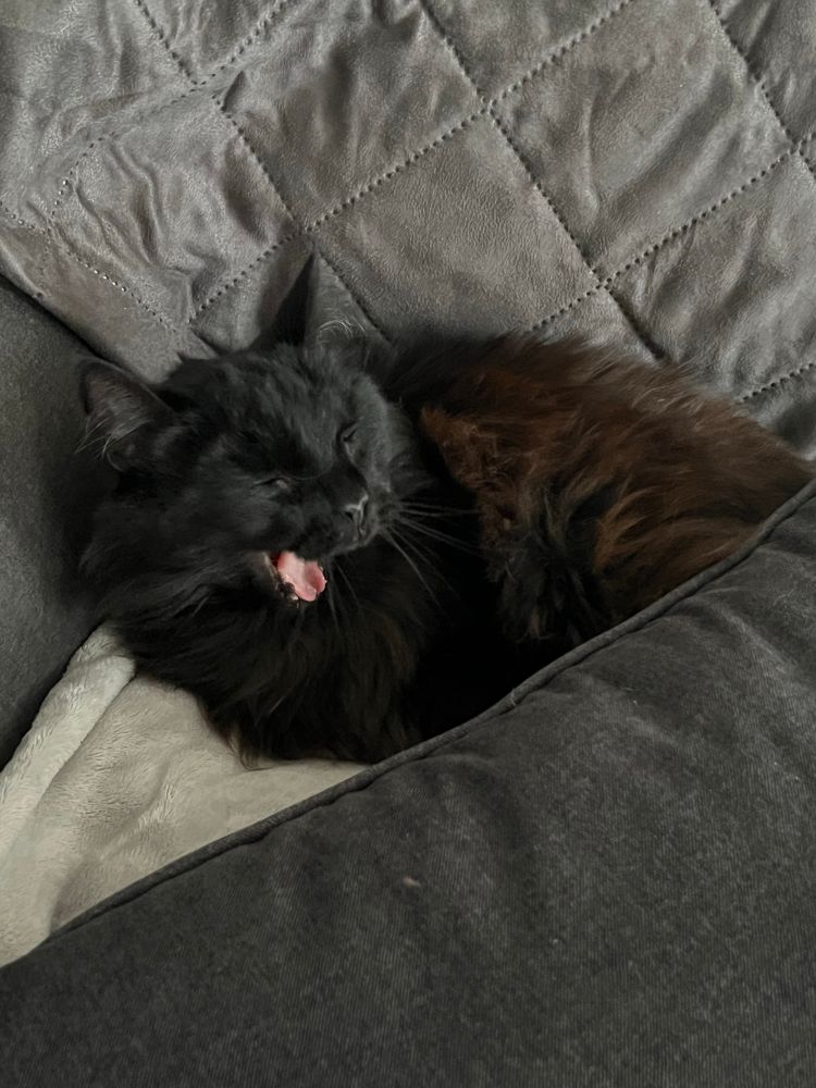 A black domestic long hair cat named Zeke curled up on a grey couch and yawning, looking like he’s screaming in the still