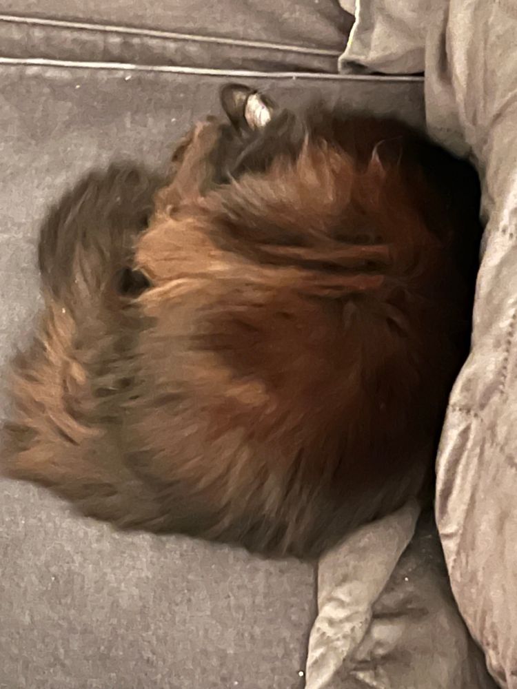 A black domestic long hair cat named Zeke curled up tightly and sleeping on a couch