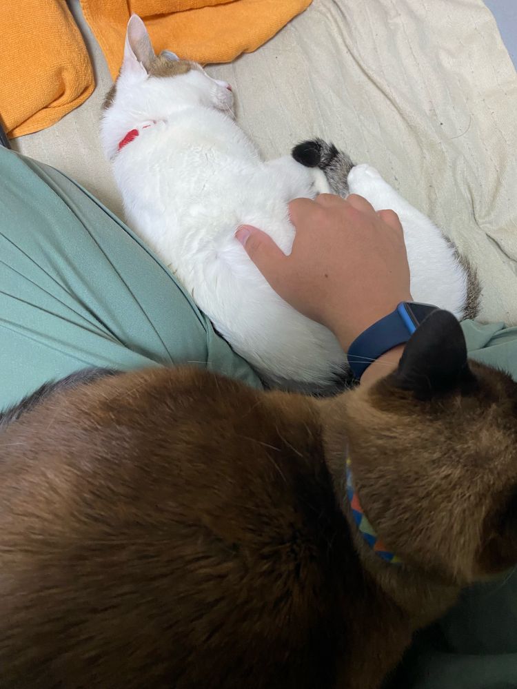 2度目は膝に乗る猫