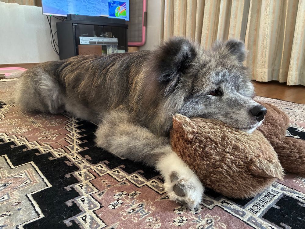 ぬいぐるみを振り回し疲れてぬいぐるみの上にアゴを置いて休憩する秋田犬